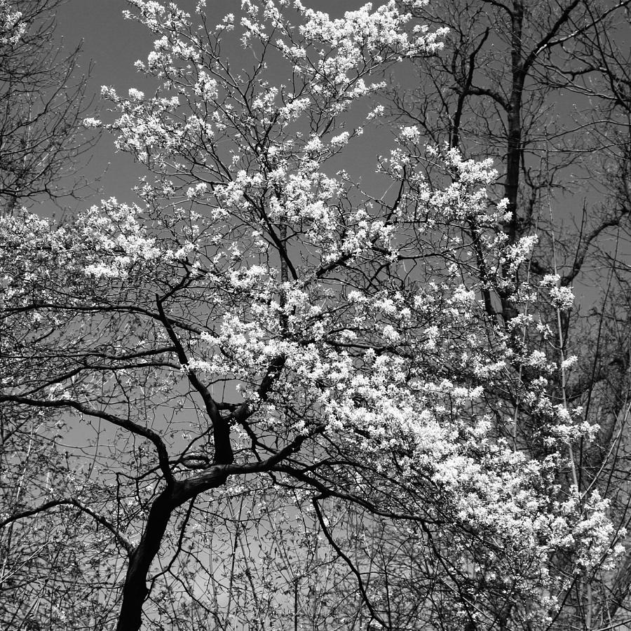 Tree Photograph - Black and White Blossoms by Phill Doherty
