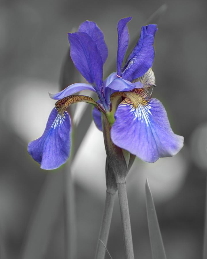 Black and White Blue Bearded iris Photograph by Brenda Jacobs