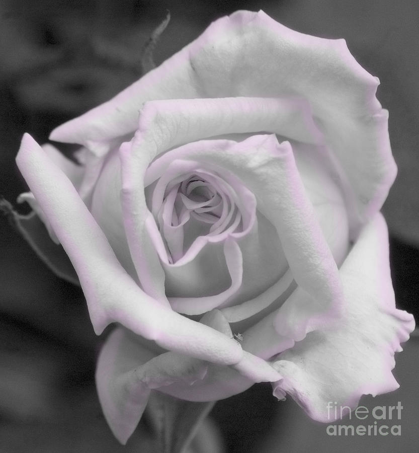 Black and white blush rose Photograph by Jim And Emily Bush
