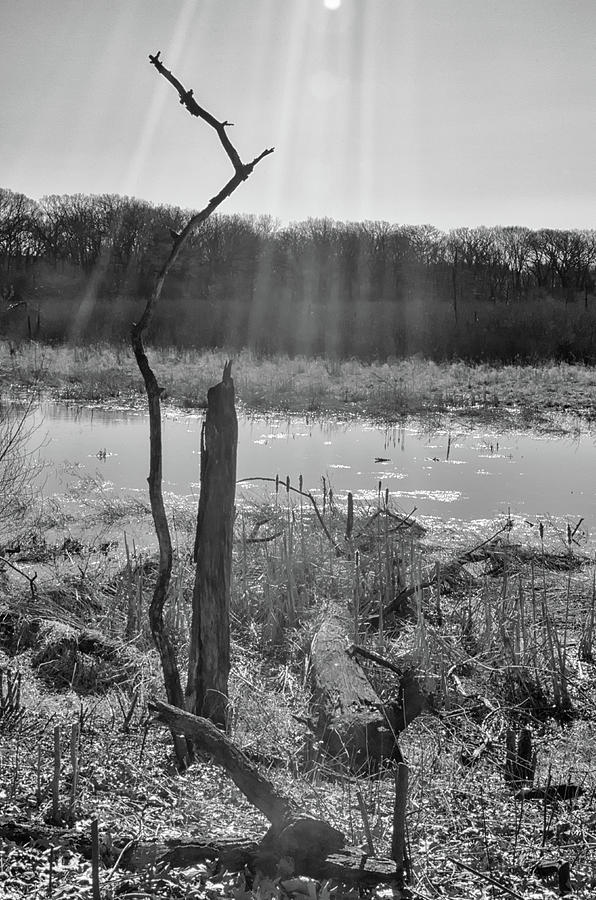 Black and White Bog Photograph by Jim Shackett