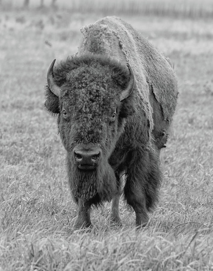 Black and White Buffalo on Tall Grass Prairie Photograph by Bert Peake
