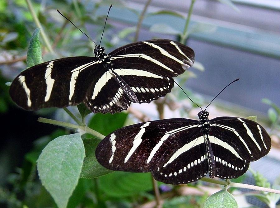Zebra Longwing  Butterflies Painting by Anne Sands