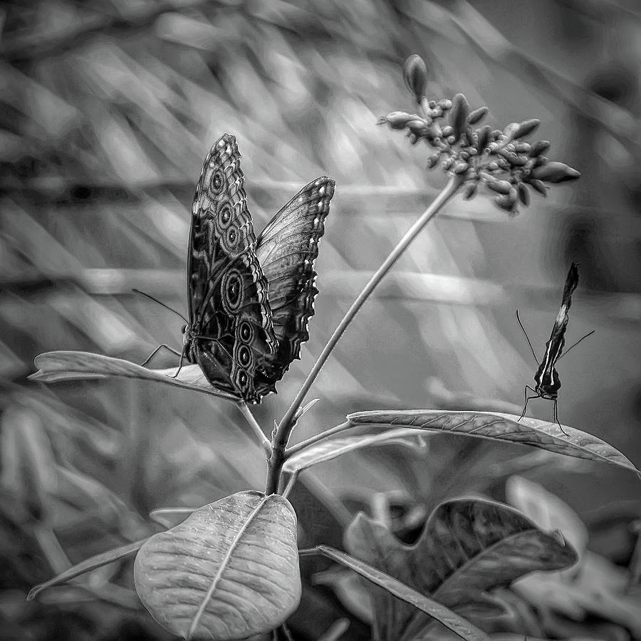 Black and White Butterflies on Leaves Photograph by Aimee L Maher ALM GALLERY