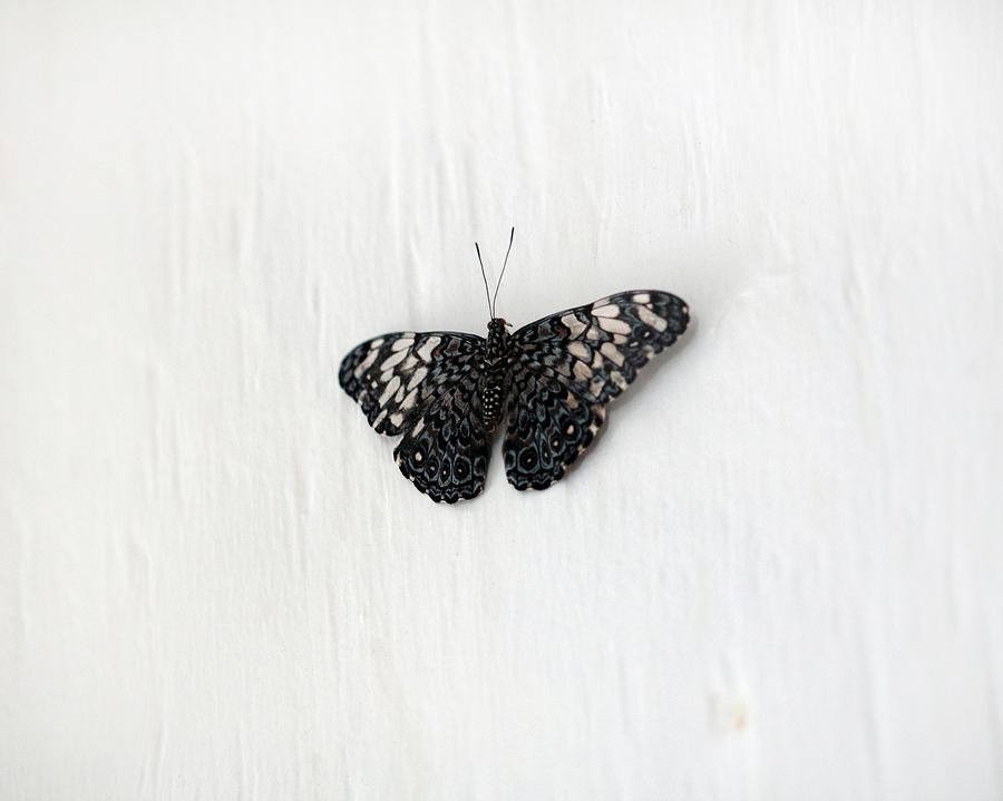 Black And White Photograph - Black and White Butterfly by Angela Murdock