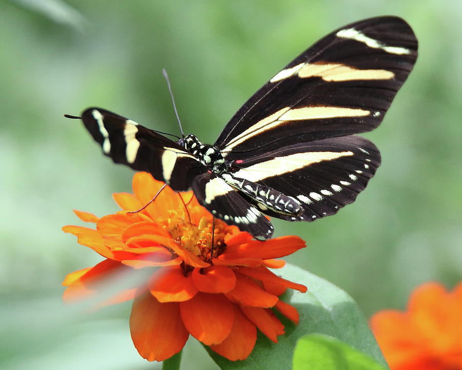 Zebra Longwing Butterfly #1 Photograph by Arvin Miner