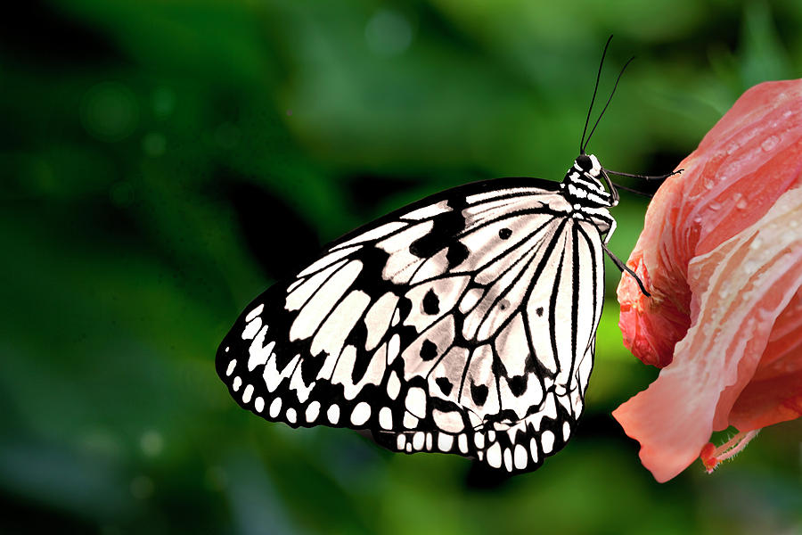  Black and White Butterfly Photograph by C VandenBerg