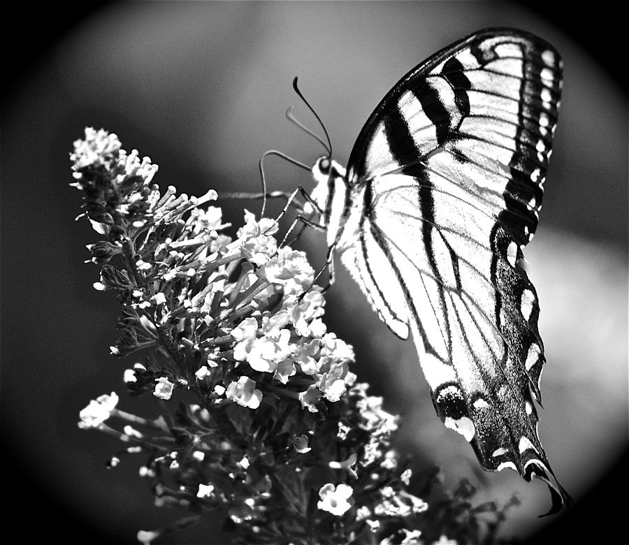 Black and White Butterfly Photograph by Danielle Sigmon - Fine Art America