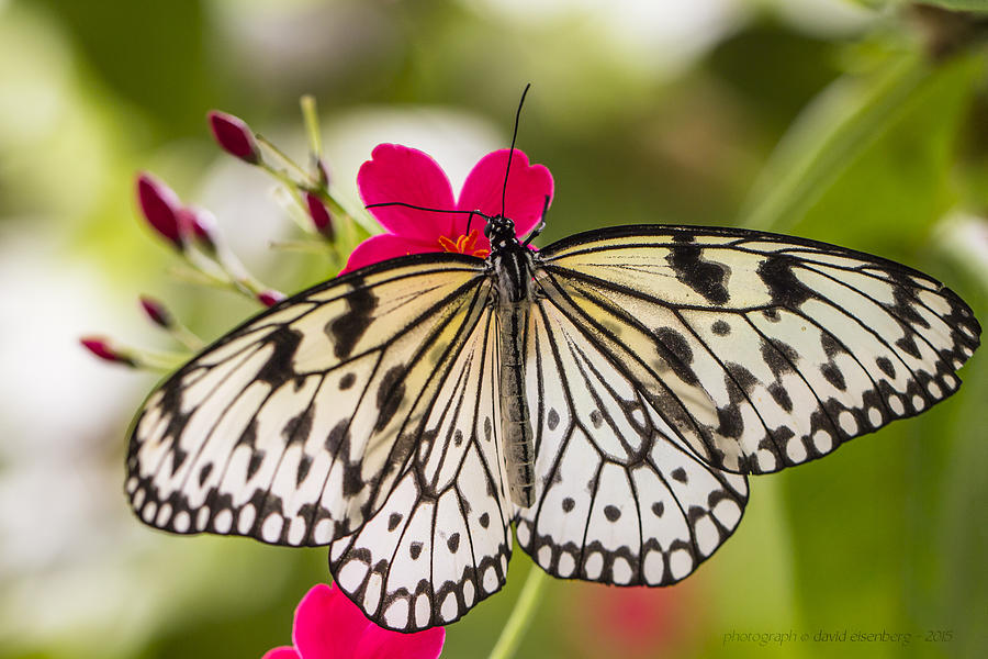 Black and White Butterfly Photograph by David Eisenberg - Fine Art America