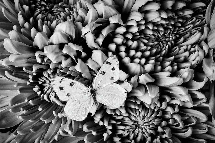 Black And White Butterfly Photograph by Garry Gay