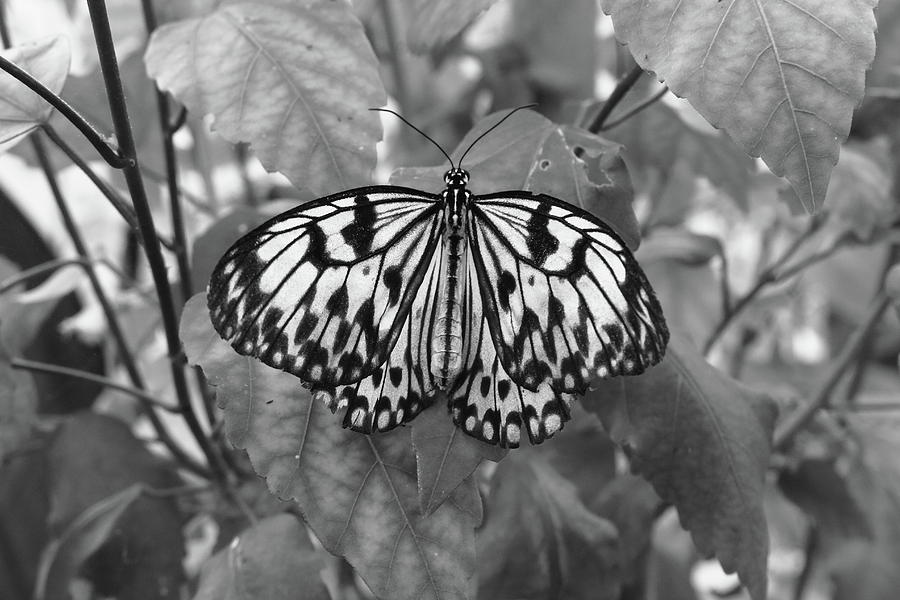 Black and White Butterfly Photograph by Jeff Townsend