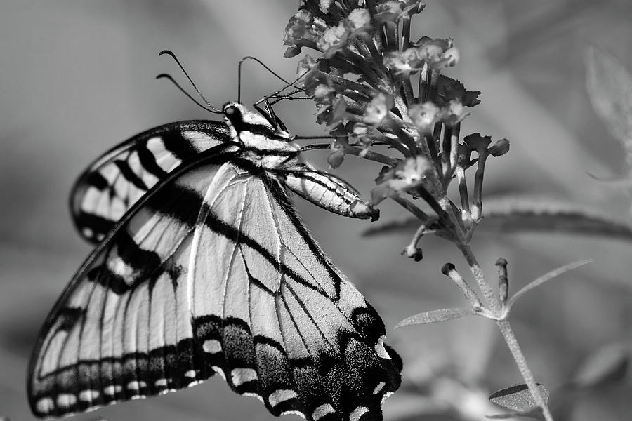 Black and White Butterfly Photograph by Jill Lang