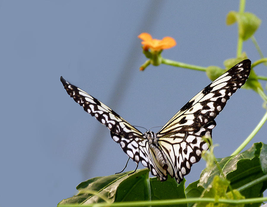 Black And White Butterfly Photograph By Joel Gilgoff