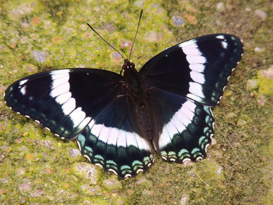 Black and White Butterfly Photograph by Lisa Gilliam - Fine Art America