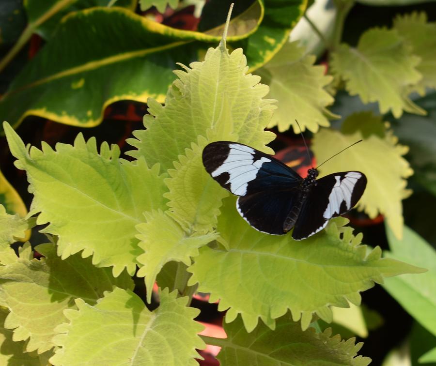 Black and White Butterfly Photograph by Marta Pawlowski