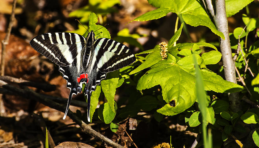 Black And White Butterfly Photograph by Michael Whitaker