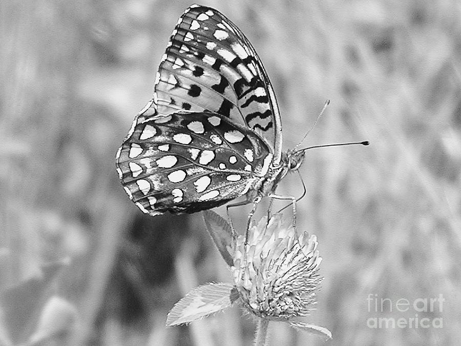 Butterfly Photograph - Black and White Butterfly on Clover by Emily Michaud
