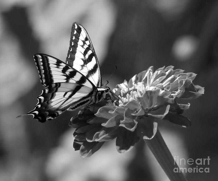  Black  And White  Butterfly  On Zinnia Photograph by Jim And 