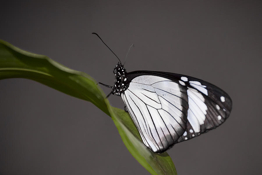 Butterfly Photograph - Black and White Butterfly by Penny Lisowski
