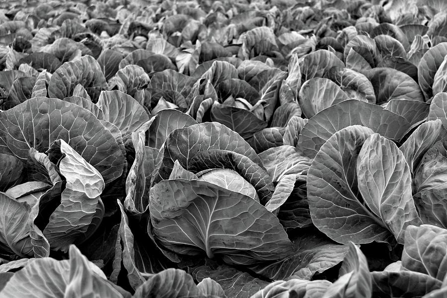Cabbage Photograph - Black and white Cabbage  by Rhiannon Ramsey