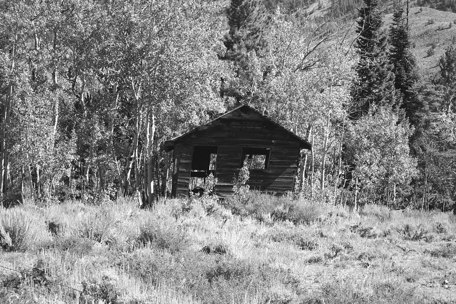 Tree Photograph - Black and White Cabin by Pat Turner