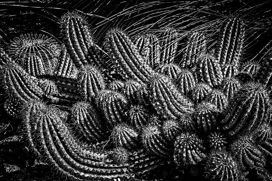 Black and White Cactus by Harry Spitz Black and White Cactus by Harry Spitz