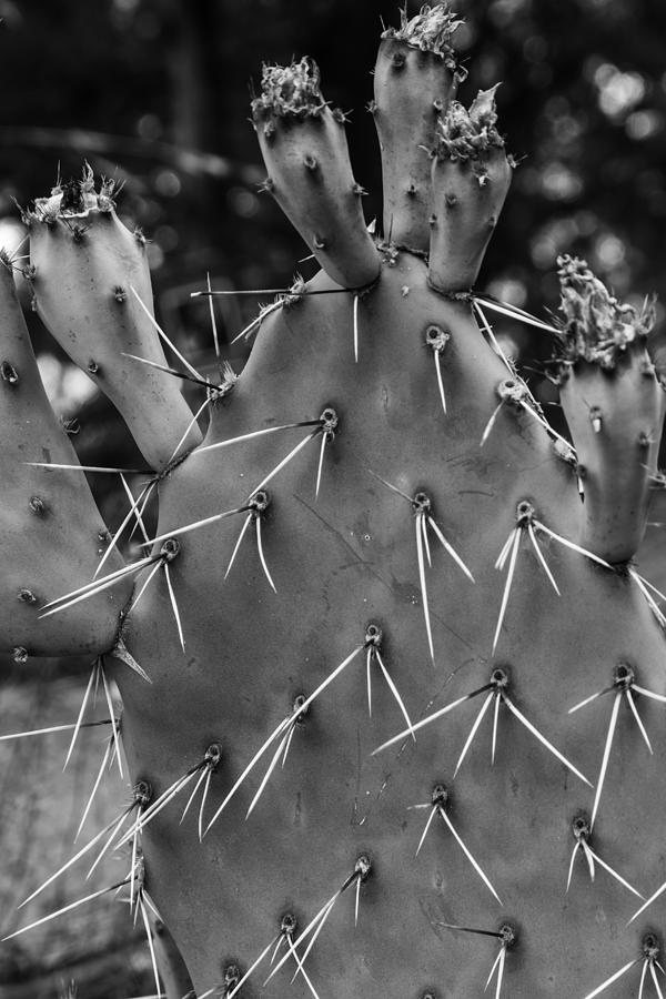Black and White Cactus  Photograph by John McGraw