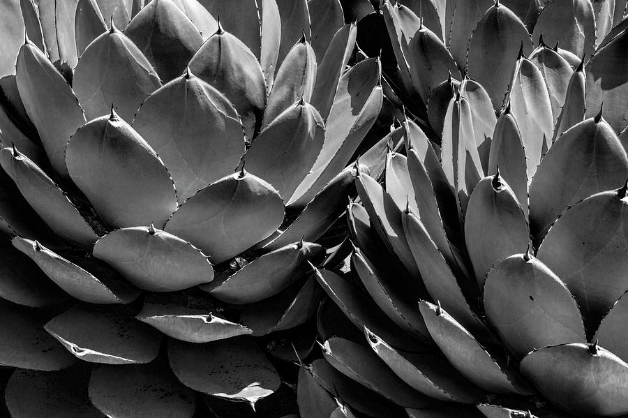 Black and White California Cabbage Cactus Agave Photograph by Randall Nyhof