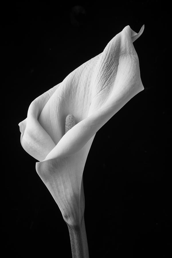 Flower Photograph - Black And White Calla Lily by Garry Gay