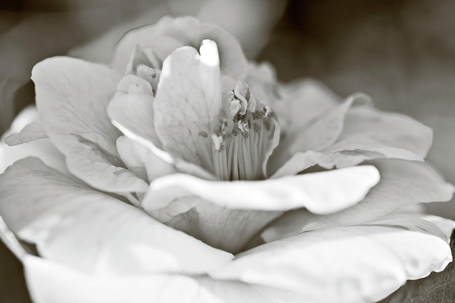 Black And White Camellia Flower Photograph by Frank Tschakert