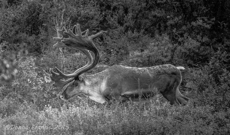 Black and White Caribou Photograph by Donna Francis - Fine Art America