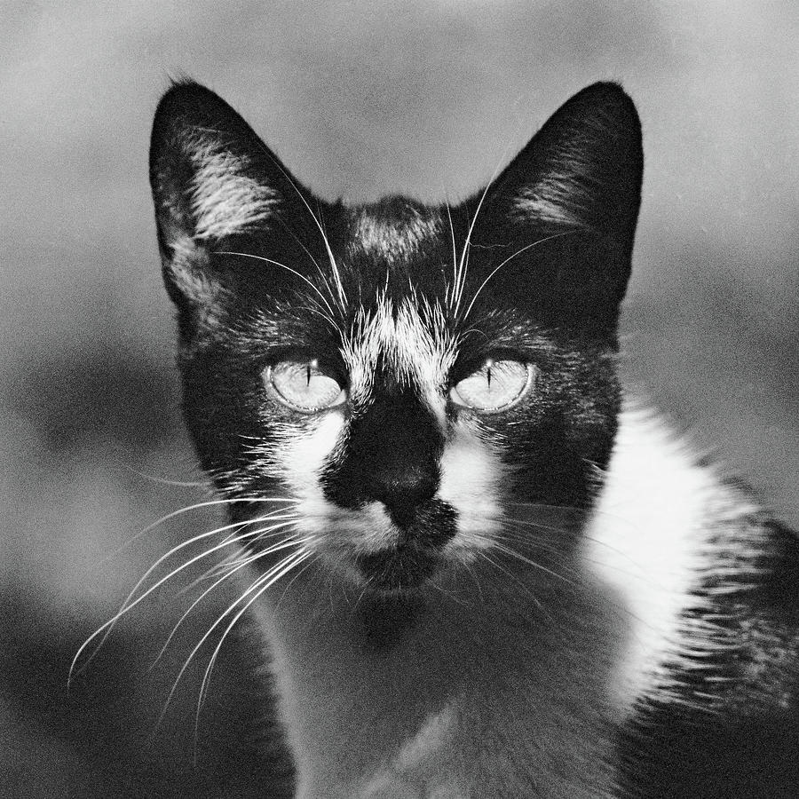 Black and white cat close up Photograph by Vlad Baciu