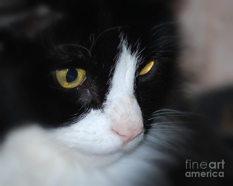 Black and White Cat Photograph by Lila Fisher-Wenzel