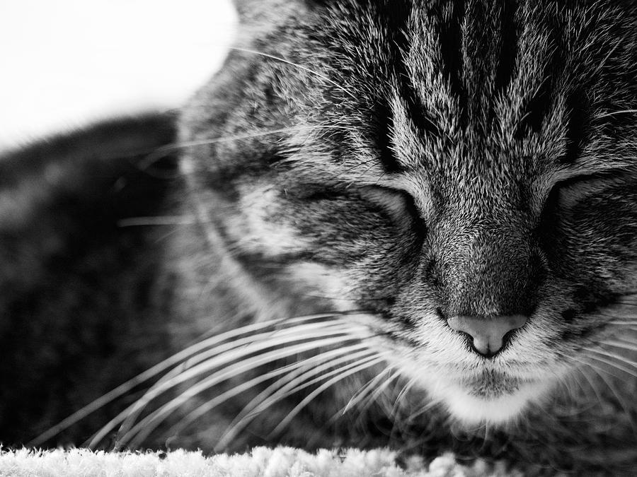 Black and White Cat Nap Photograph by Rachel Morrison