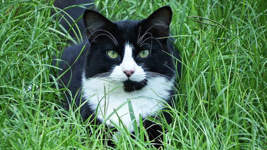 Black And White Cat With Green Eyes Photograph