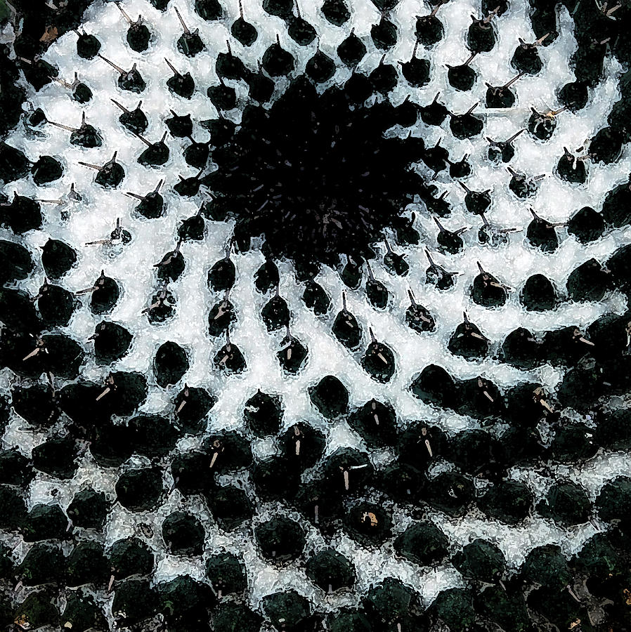 Black and White by Cheryl Fecht Black and White by Cheryl Fecht