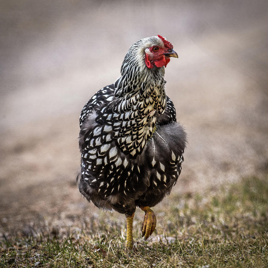 Black and White Chicken Photograph by Paul Freidlund