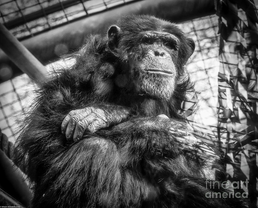Black And White Chimp Photograph by Mitch Shindelbower
