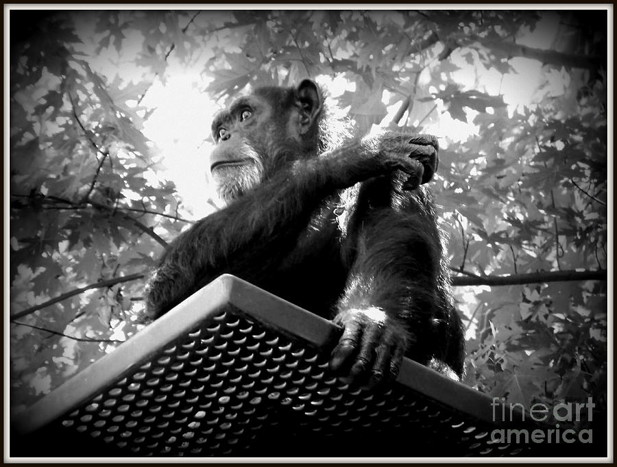 black and white chimpanzee