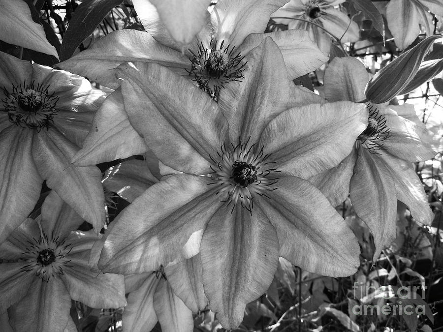 Black and white clematis Photograph by Jim And Emily Bush