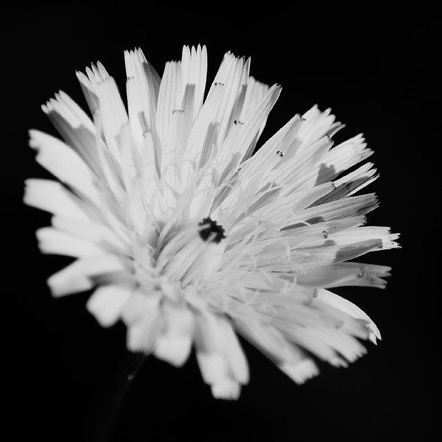 Black And White Close Up Photograph by Monica Carini