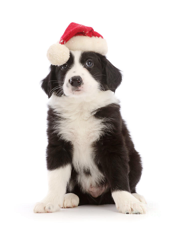 Black and white collie Santa pup Photograph by Warren Photographic