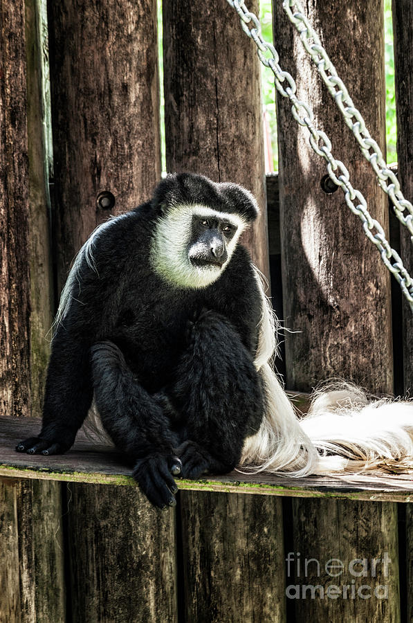 Black and White Colobus Photograph by Frances Ann Hattier