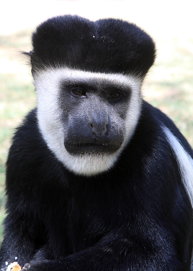 Black And White Colobus Monkey Photograph by Aidan Moran