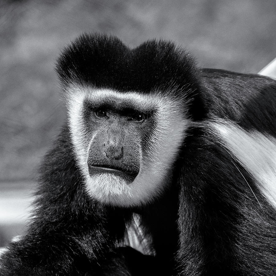 Black-and-White Colobus Monkey Photograph by John Bartelt