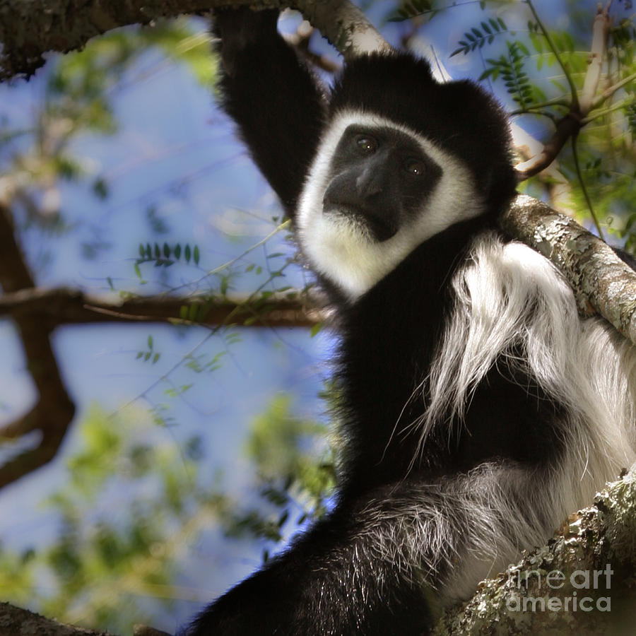 Black and White Colobus Monkey Photograph by Joseph G Holland