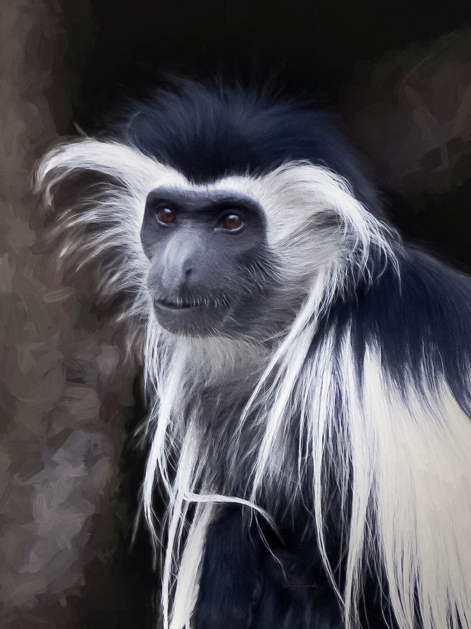 Black and white colobus monkey Photograph by Penny Lisowski