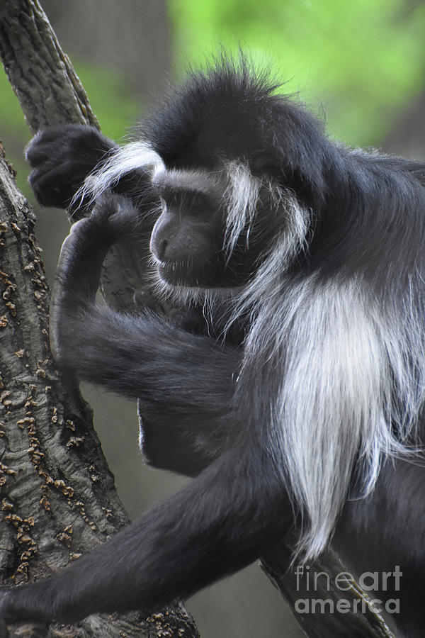 Black and White Colobus Monkey Sitting in a Tree Perch Photograph by DejaVu Designs