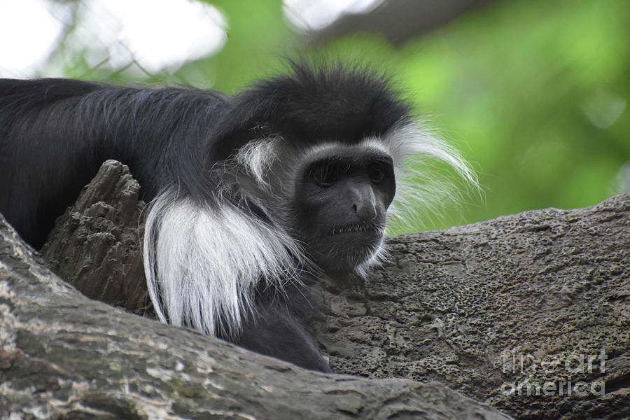 Black and White Colobus Monkey Staring Into Space Photograph by DejaVu Designs
