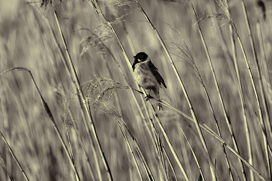 Black And White Photograph - black and white Common Reed Bunting by Leif Sohlman