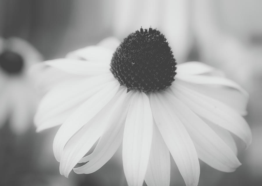 Black and White Coneflower Macro Photograph by Joni Eskridge